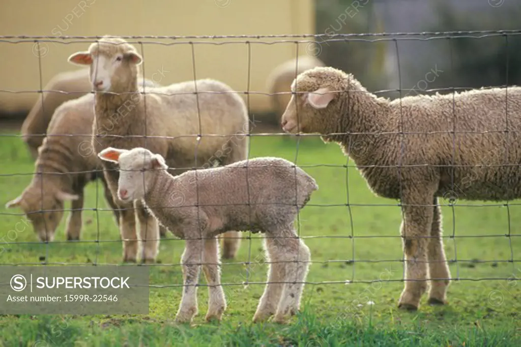 Sheep and lambs in farmyard, Spring
