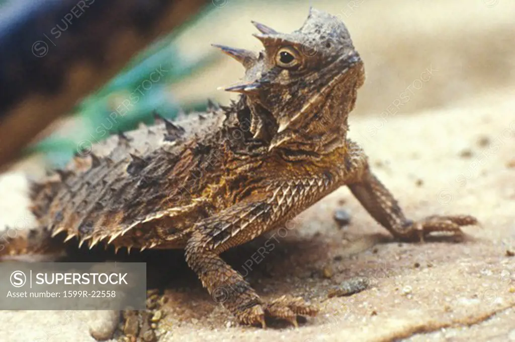 Close-up of Horned Toad