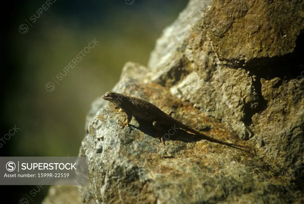 Black Lizard on a rock