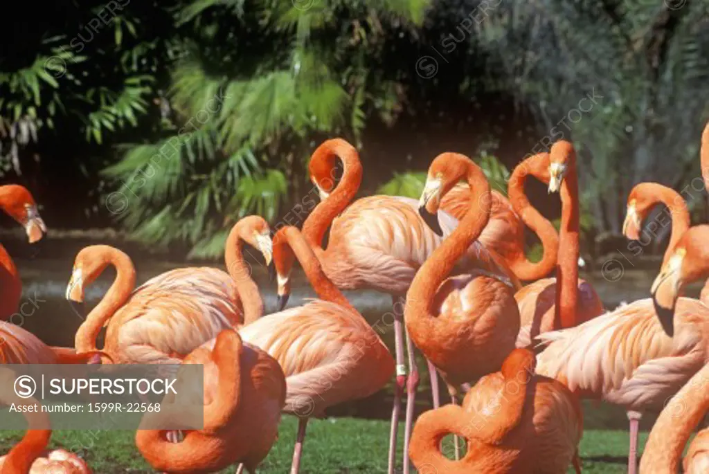 Pink Flamingoes, San Diego Zoo, CA