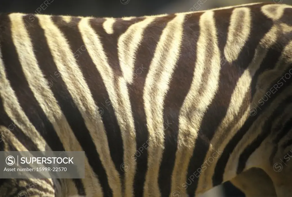 Close-up of Zebra stripes, San Diego Zoo, CA, Damara Zebra, Equus burohellii antiquotum