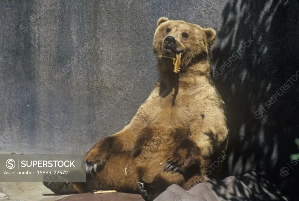 Alaskan Brown Bear at San Diego Zoo, CA., ursus arotos gyas
