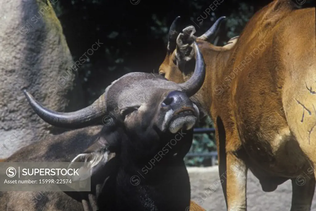 Water Buffalo, San Diego Zoo, CA, Javan Benteng, Bos javanicus