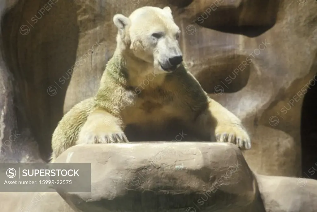 Polar Bear at San Diego Zoo, CA Ursusmaritius