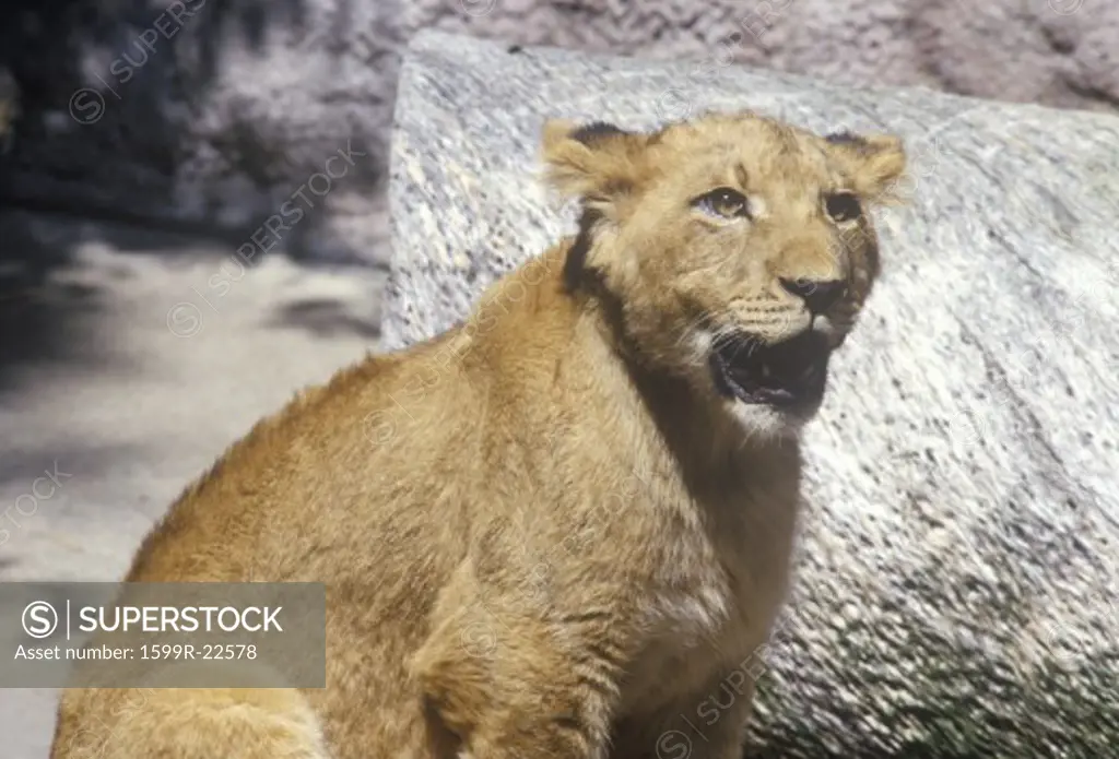 Transvaal Lion, Panthera leo krugeri from Republic of South Africa