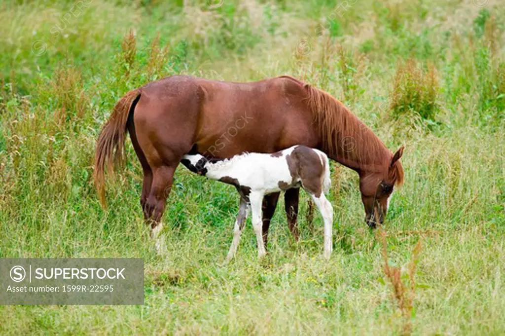 Colt and mother Horse on Blue Ridge Parkway, Virginia