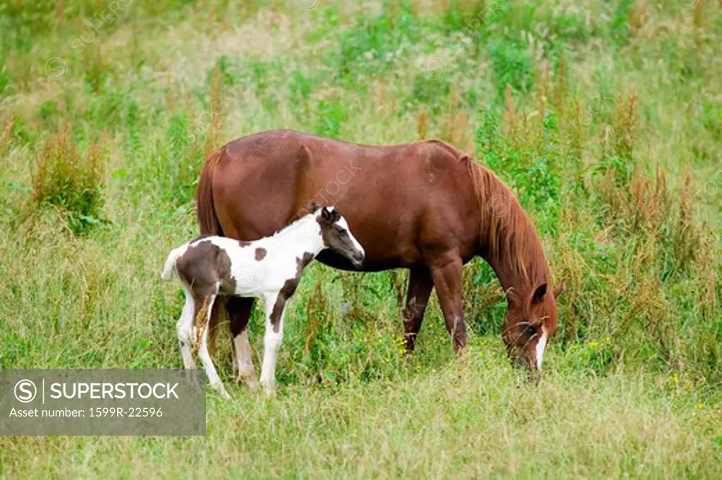 Colt and mother horse on Blue Ridge Parkway, Virginia