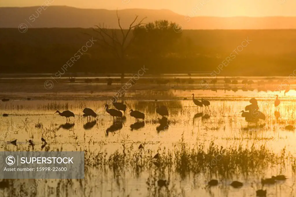 Sandhill cranes walk on lake at sunrise at the Bosque del Apache National Wildlife Refuge, near San Antonio and Socorro, New Mexico