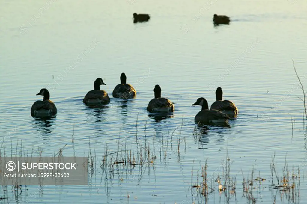 Ducks swim at sunrise at the Bosque del Apache National Wildlife Refuge, near San Antonio and Socorro, New Mexico