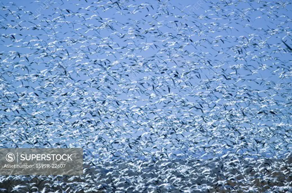 Thousands of snow geese fly against blue sky over the Bosque del Apache National Wildlife Refuge, near San Antonio and Socorro, New Mexico