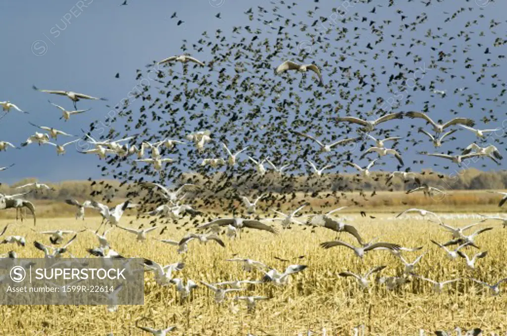 Thousands of snow geese, black birds and Sandhill cranes fly over cornfield at the Bosque del Apache National Wildlife Refuge, near San Antonio and Socorro, New Mexico