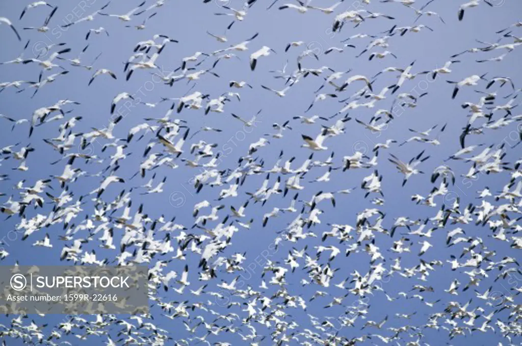 Thousands of snow geese fly against blue sky over the Bosque del Apache National Wildlife Refuge, near San Antonio and Socorro, New Mexico