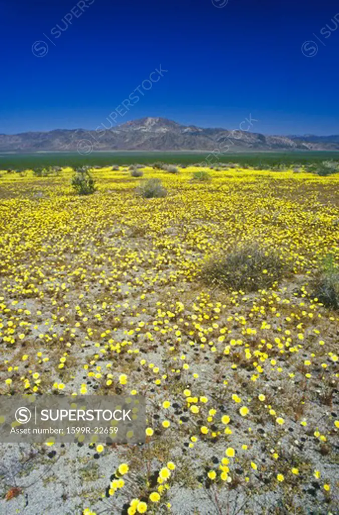 Joshua Tree Desert in bloom, Springtime, CA