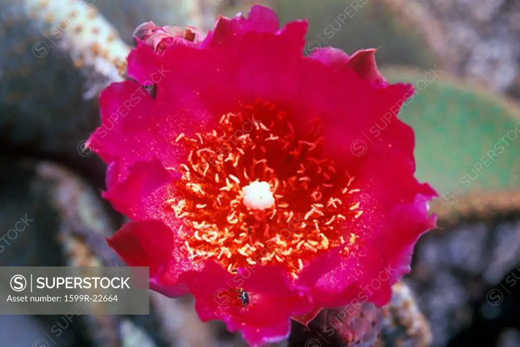 Beavertail Cactus in bloom, Anza Borrego Desert, CA