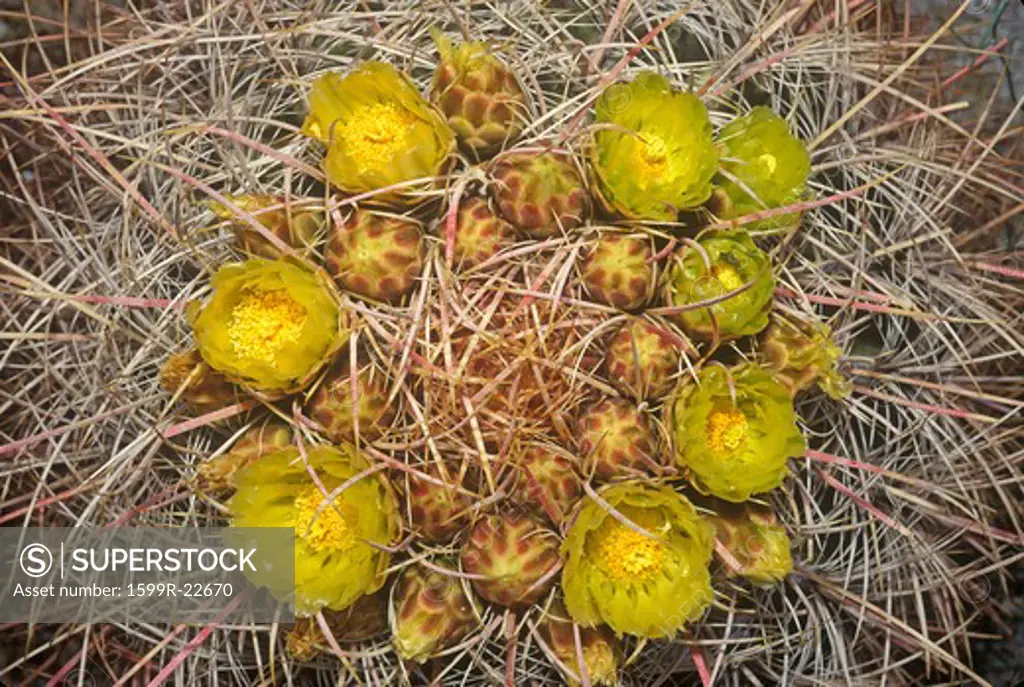 Desert Barrel Cactus, Anza Borrego Desert, CA