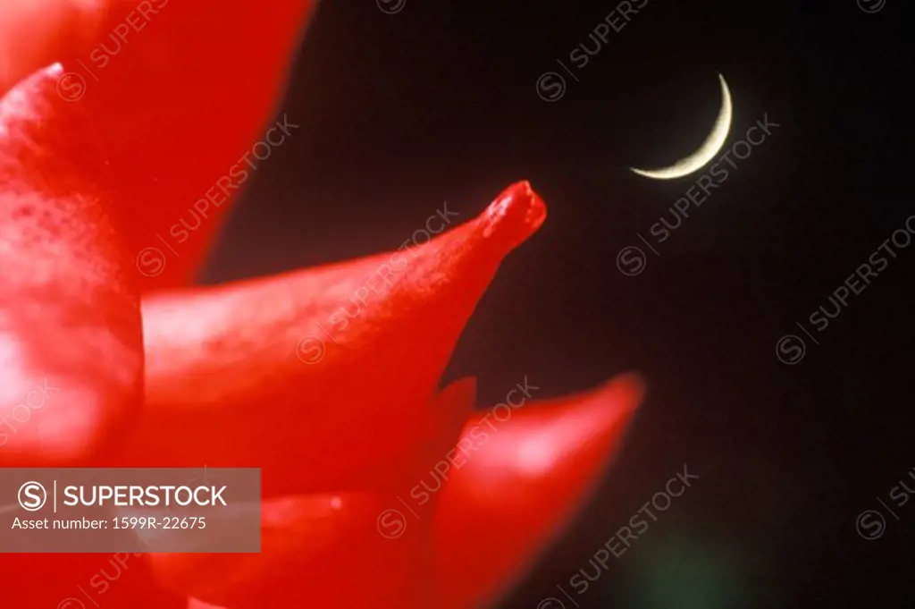 Detail of rose with crescent moon in background