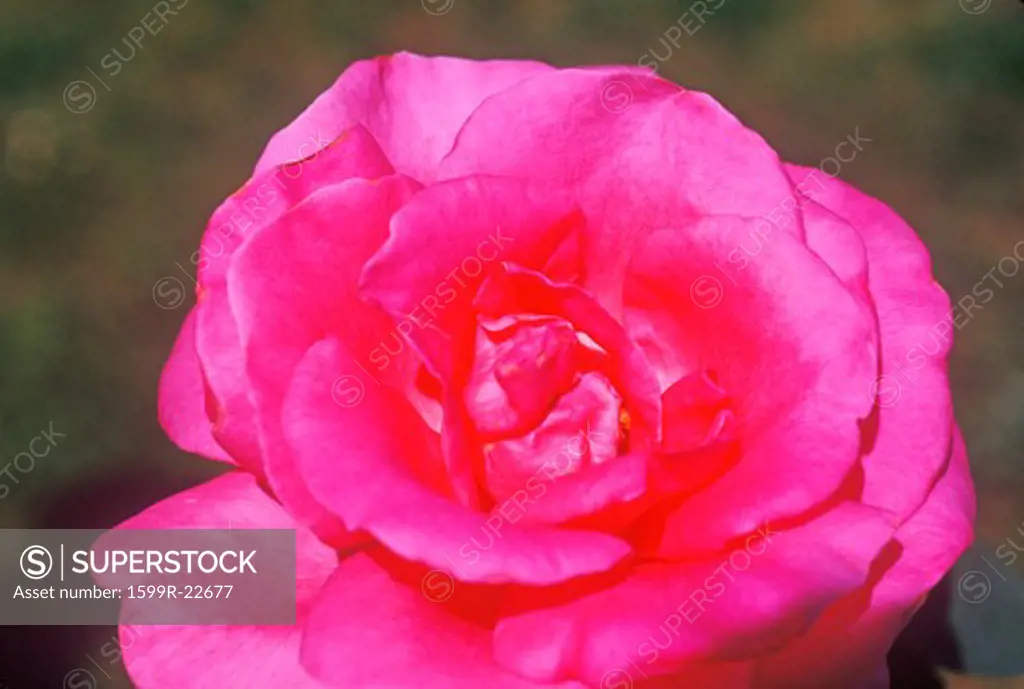 Close up of rose in bloom, Tampa, FL