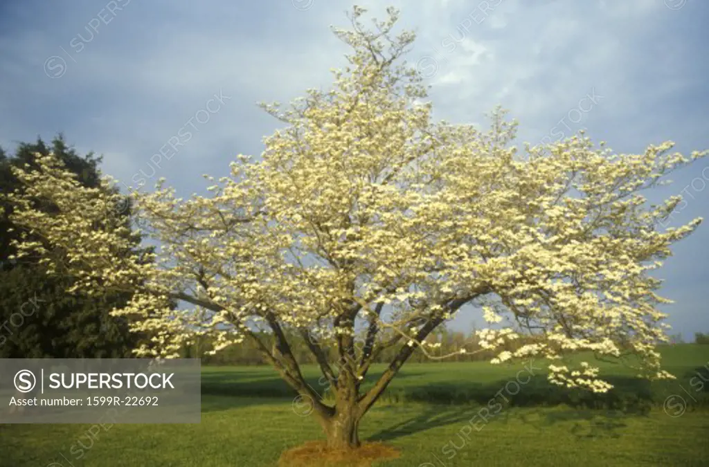 Fruit tree in bloom, James River Plantation, Jamestown, VA