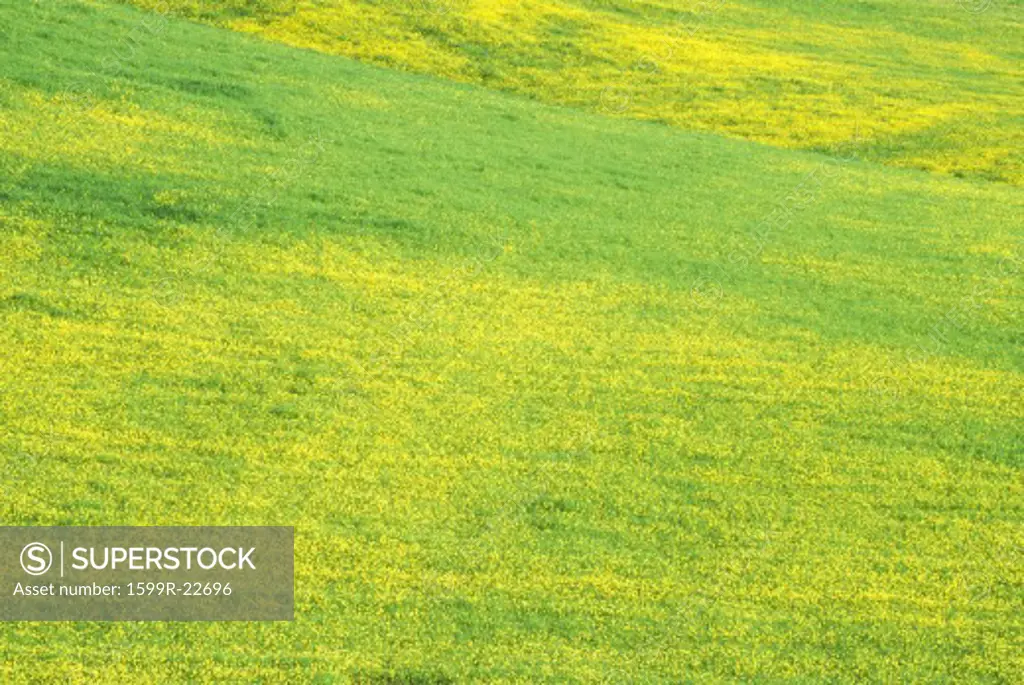 Field of Mustard in Bloom, Lake Casitas, Ojai, CA
