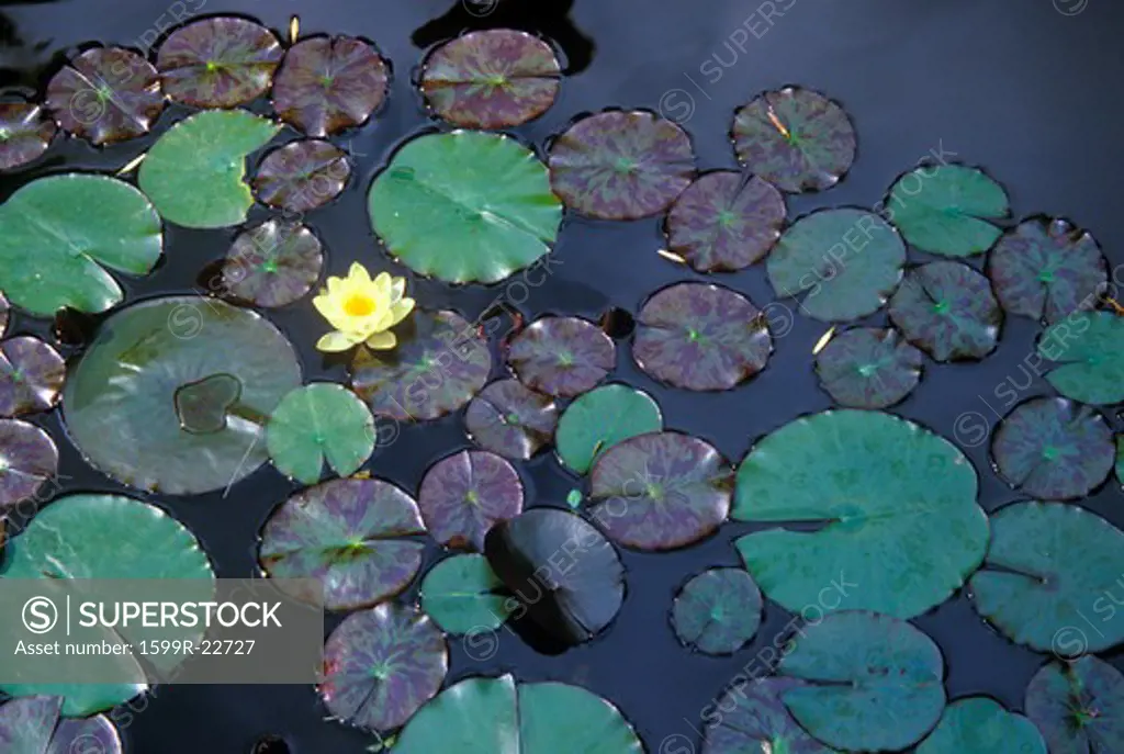 Close up of Lily pads, Huntington Gardens, Pasadena, CA