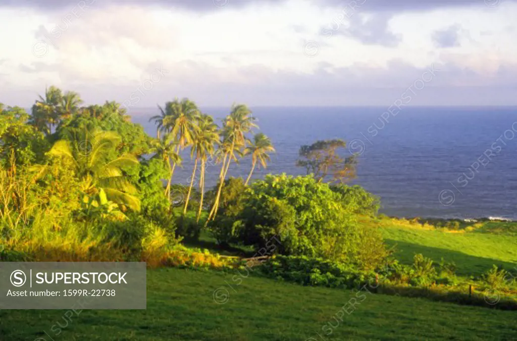 Landscape of road to Hana, Maui, HI