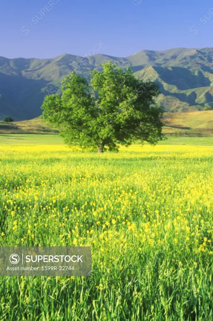California Oak in Mustard Field with Topa Topa Mountains, Ojai, CA