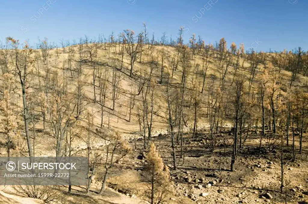 View of fire damage from Day Fire, 2006, along Lockwood Valley Road (near Pine Mnt. and Frazier Park) in Las Padres National Forest, Ventura County, CA