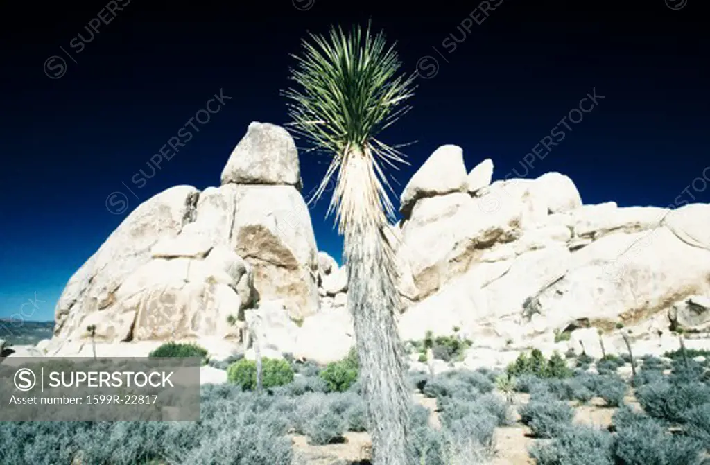 Digitally altered, high contrast image of desert blooming in spring, Joshua Tree National Park, California