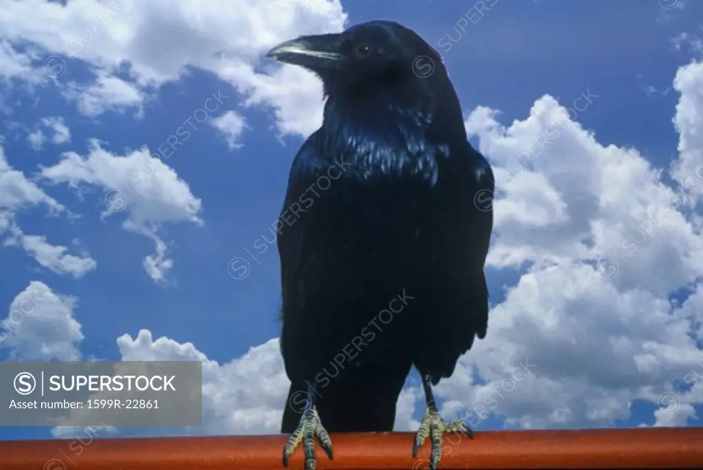 Digitally altered view of a black crow and blue sky with white clouds