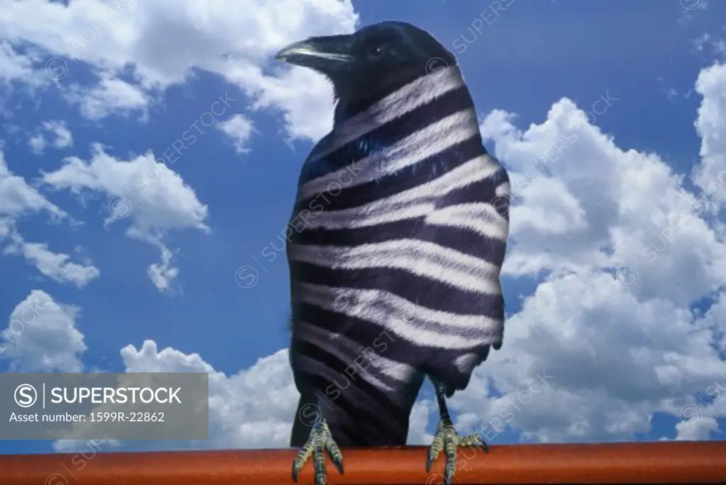 Digitally altered view of a zebra striped black crow and blue sky with white clouds