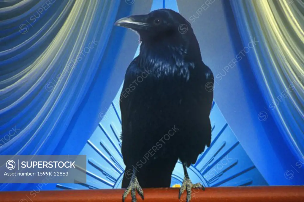 Digitally altered view of a black crow and stage curtains