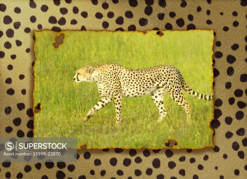 Composite image of cheetah walking through high grasslands in Kenya, Africa layered on a cheetah pelt background