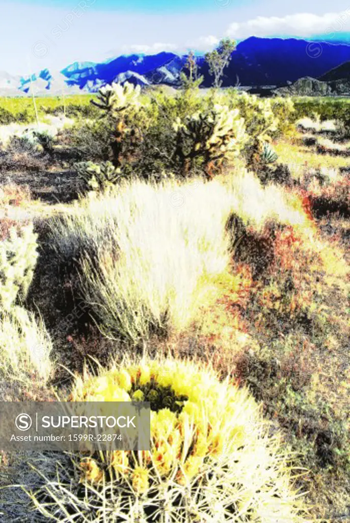 Digitally altered image of Desert Barrel Cactus, Anza Borrego Desert, CA