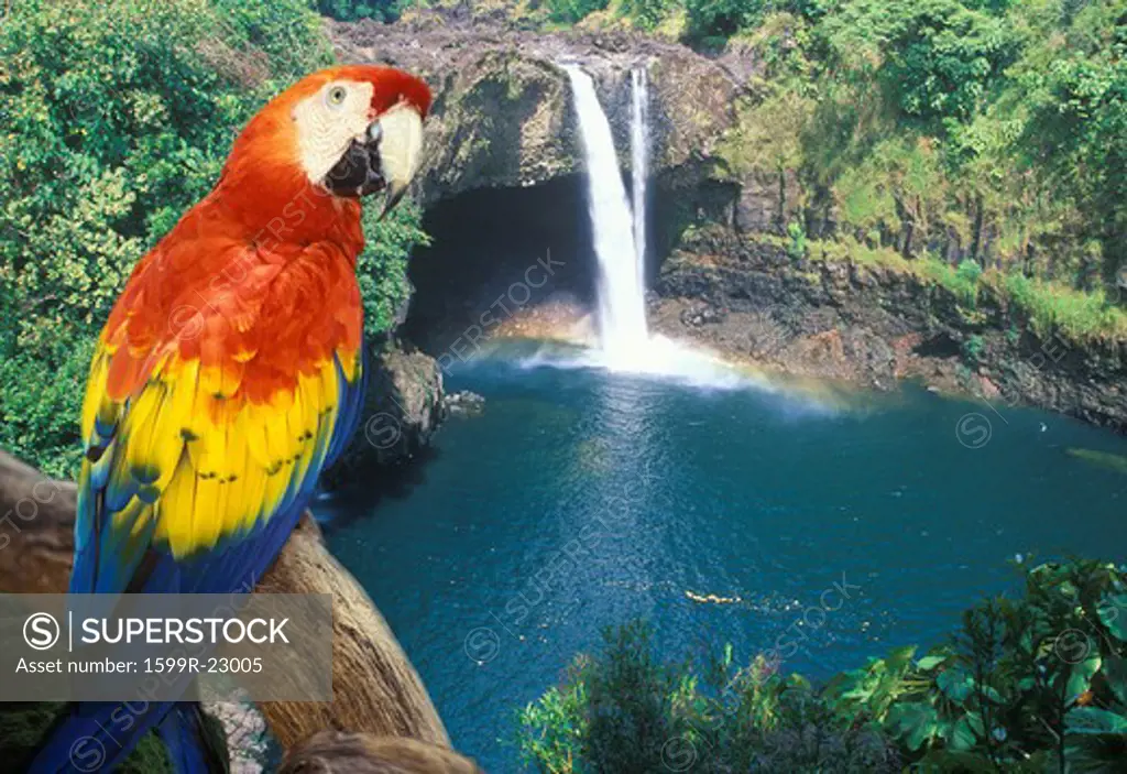 Composite panoramic image of a colorful parrot and waterfall in Hawaii