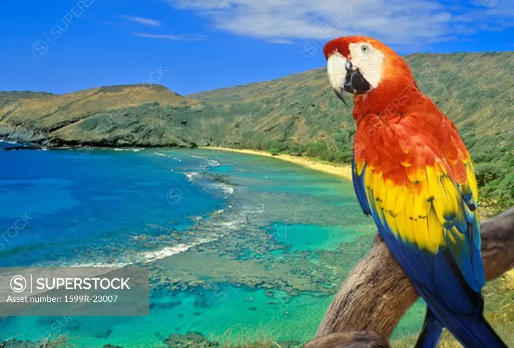 Composite panoramic image of a colorful parrot and Hanauma Bay, Hawaii