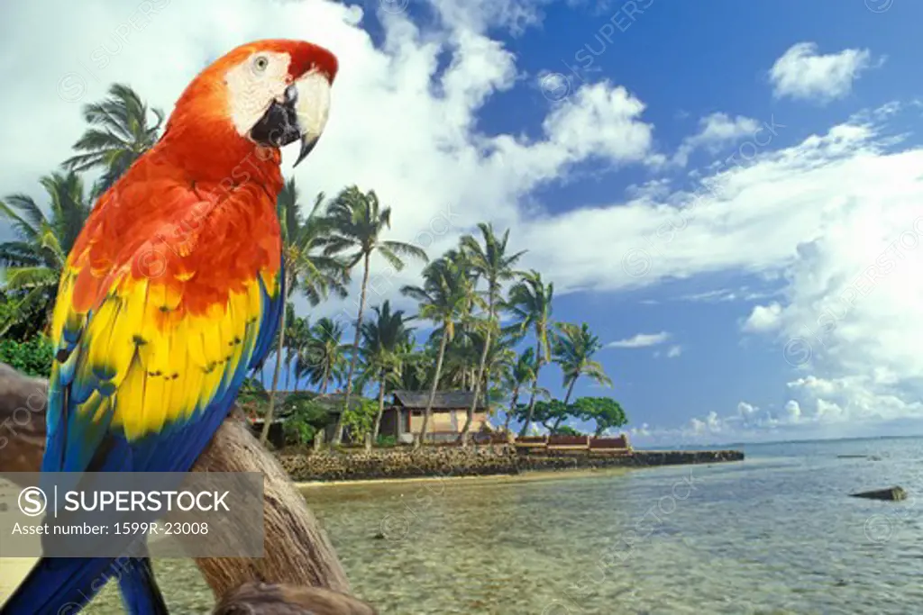 Composite image of a colorful parrot and coastline in Hawaii