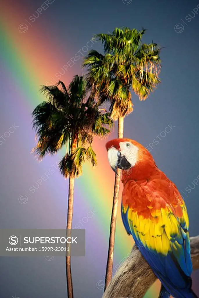Composite image of a colorful parrot, palm trees and rainbow in Hawaii