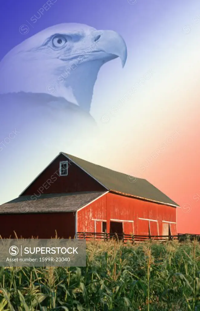 Photo montage: Red barn, corn field, and American eagle
