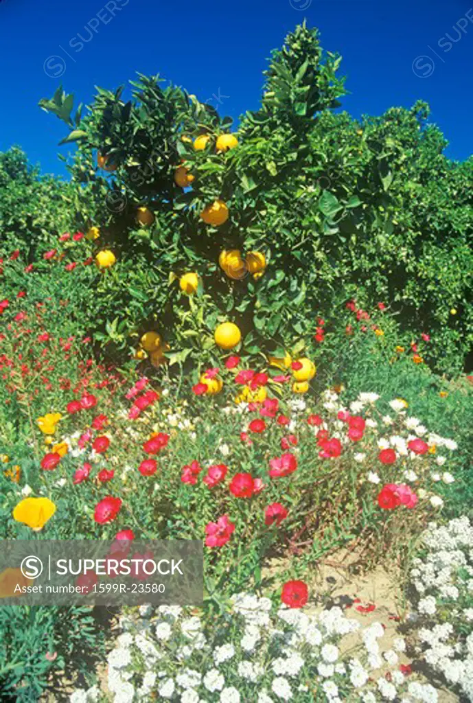 Ojai orange tree and flowers in spring, Ojai, California
