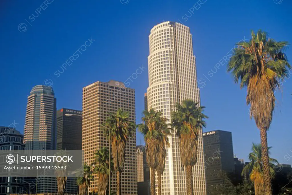 Downtown Los Angeles viewed through grove of palm trees, Los Angeles, California