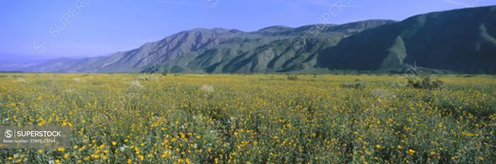 Panoramic view of Desert Lillies and Desert gold yellow flowers in spring fields of Anza-Borrego Desert State Park, California