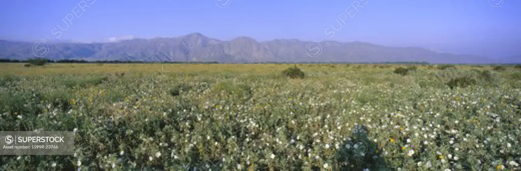 Panoramic view of Desert Lillies and flowers in spring fields of Anza-Borrego Desert State Park, California