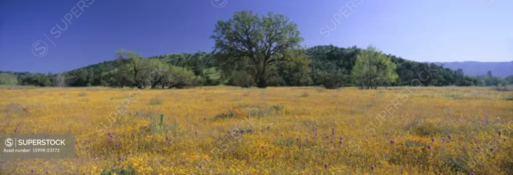 Panoramic view of spring flowers and large single tree off Route 58 on Shell Creek Road west of Bakersfield, California