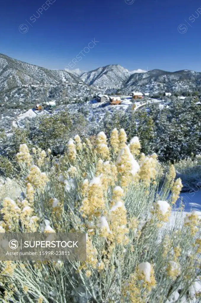 Snowy landscape after winter storm in Pine Mountain Club, Kern County, Southern California