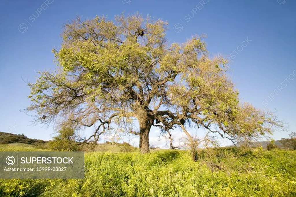 California Oak tree in spring field of flowers near Lake Casitas in Ventura County, Ojai, CA