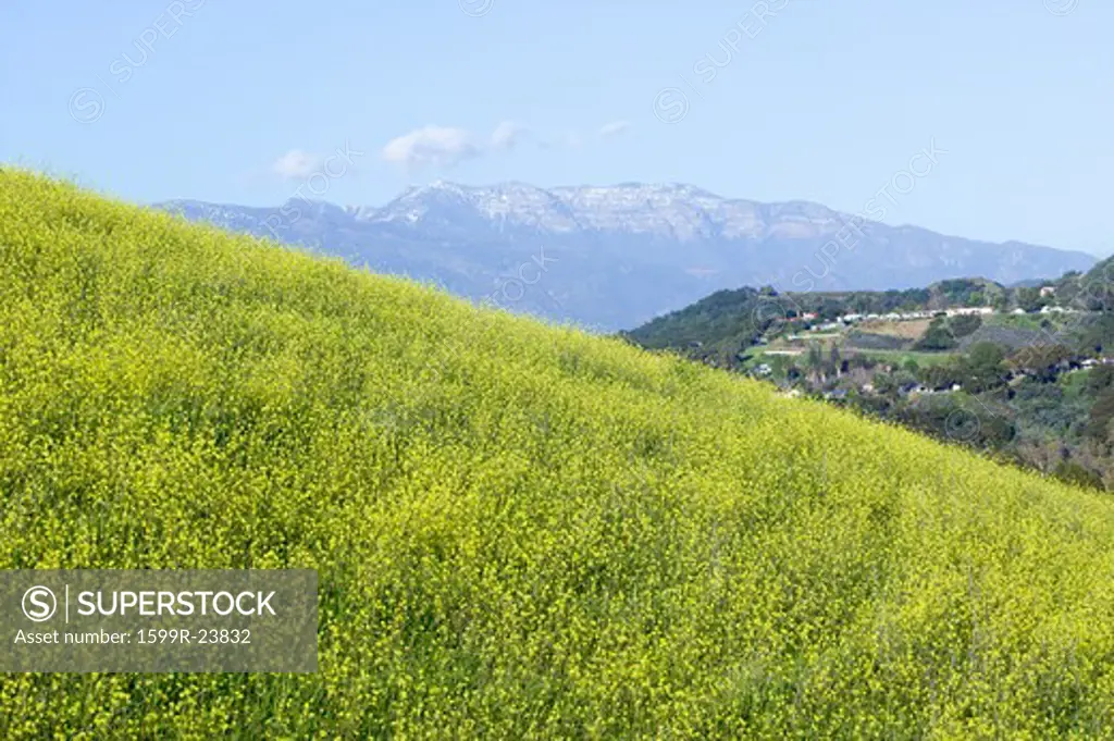 Yellow mustard plant grows in green spring field near Lake Casitas with Topa Topa Mountains in view in Ventura County near Ojai, California