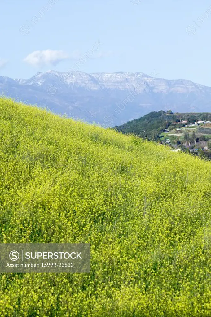 Yellow mustard plant grows in green spring field near Lake Casitas with Topa Topa Mountains in view in Ventura County near Ojai, California