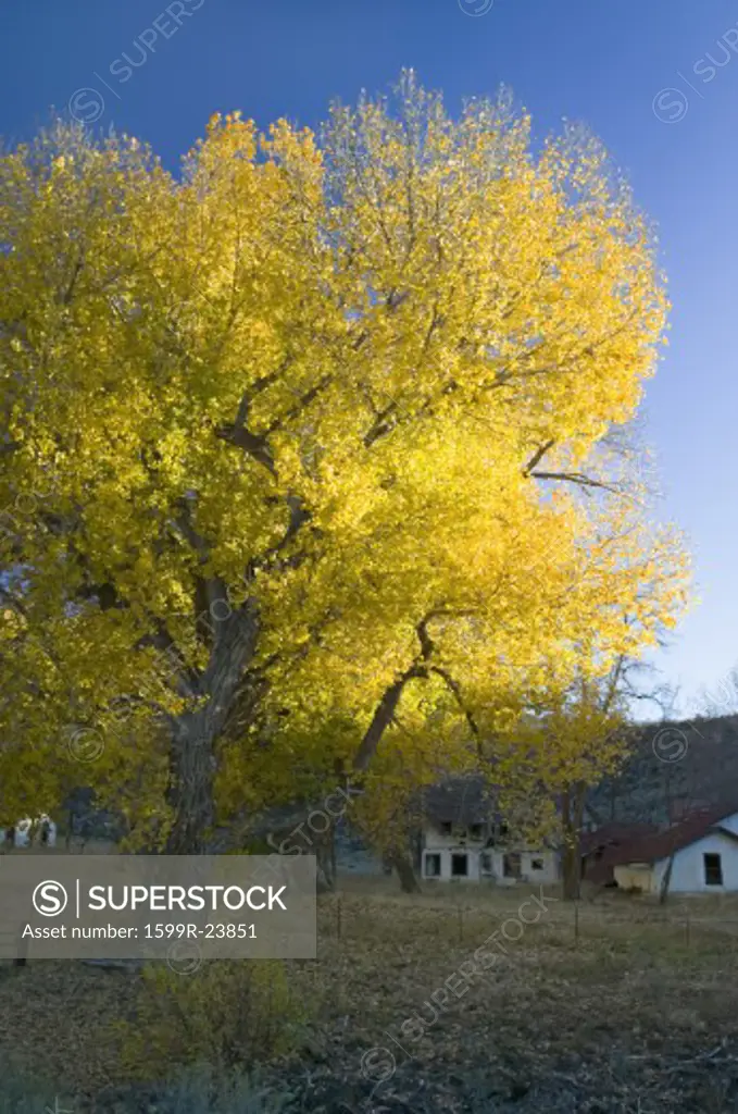 Cottonwood tree in autumn is seen in front of deserted home on highway 33 between Ojai and Lockwood Valley