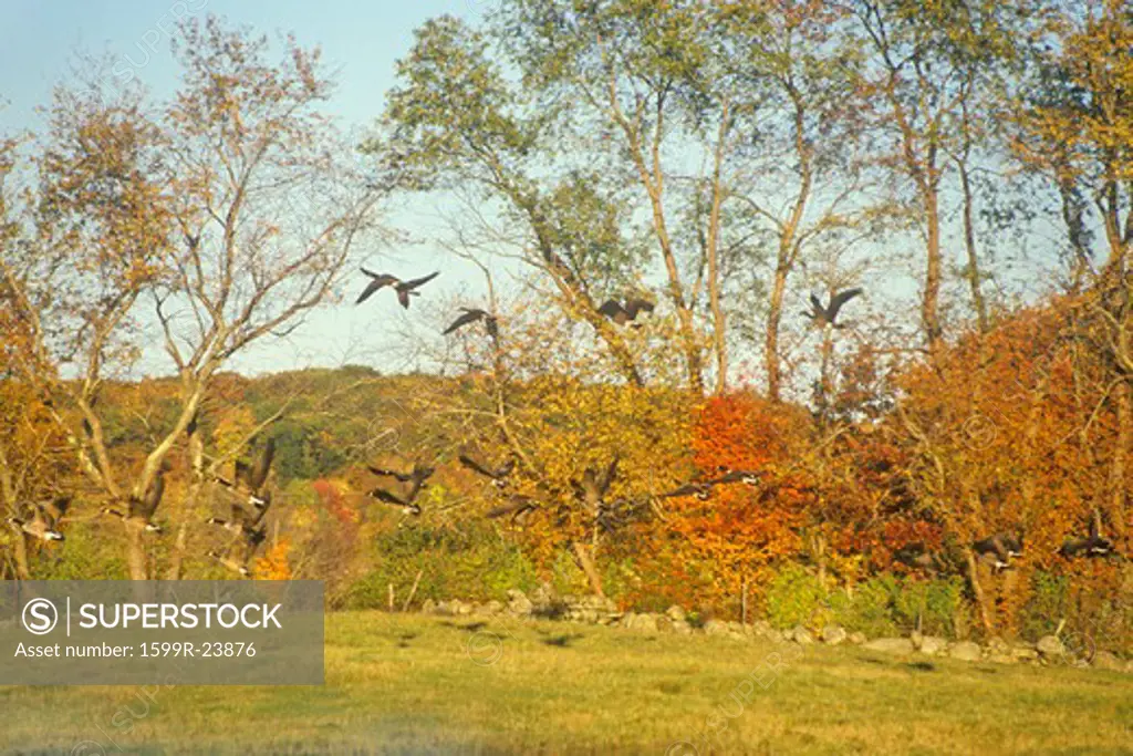 Autumn flight of Canadian Geese along scenic Route 169, Connecticut