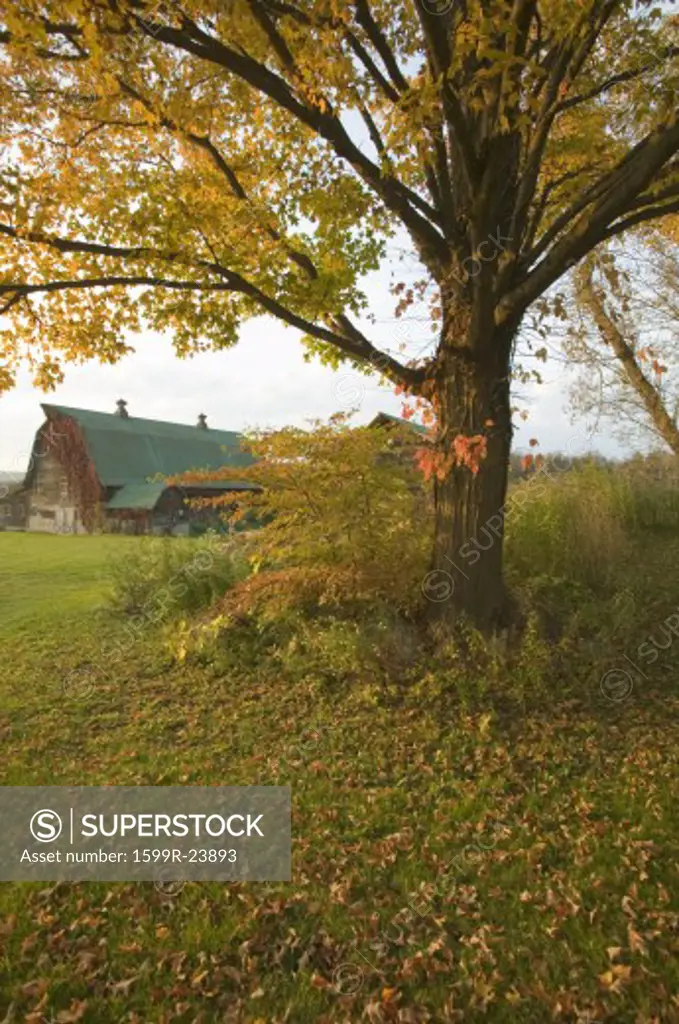 Autumn leaves and red barn at sunset in Litchfield Hills of Connecticut